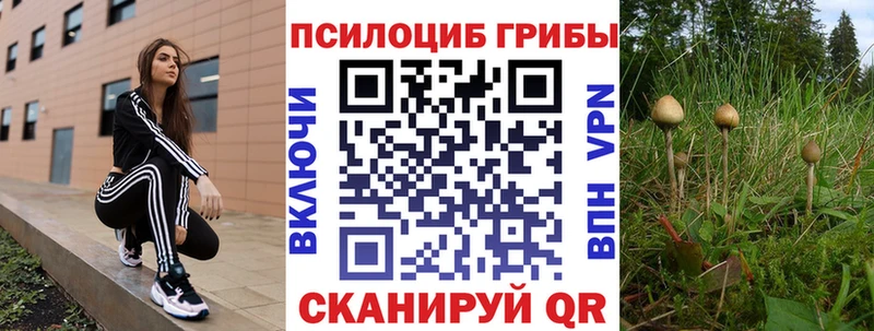 купить   Кондрово  гидра tor  Псилоцибиновые грибы Psilocybine cubensis 